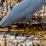 _04C3682 Grande aigrette en soirée